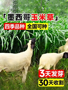进口墨西哥玉米草种籽子室外四季种植多年生猪牛羊鱼高产耐热牧草