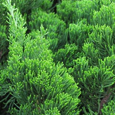 新采侧柏种子枕头颈椎壳助睡眠