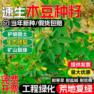 木豆种子豆蓉观音豆树豆柳豆绿化药材护坡灌木种籽多年生绿化固土