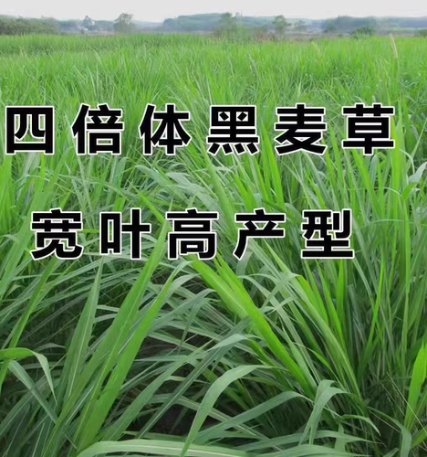 高产黑麦草种籽子种四季多年生耐寒牧草种鸡鸭鹅牛羊鱼兔畜牧养殖