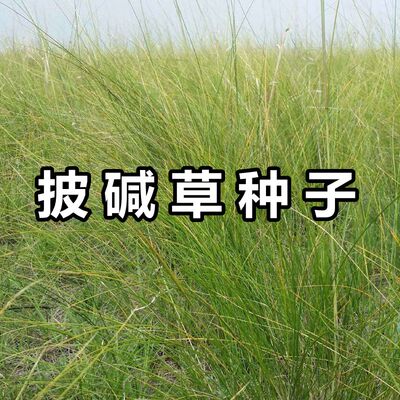 披碱草种子耐寒旱盐冰蓬茅