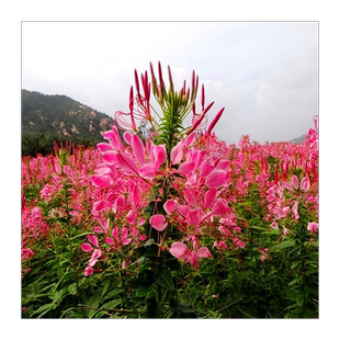 醉蝶花种子花种子四季种景观绿化园林工程鲜花植物花期长公斤