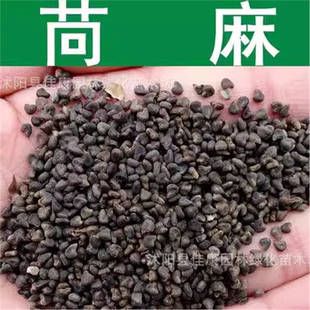 苘麻子青麻种子野苎麻线麻药材冬葵种子小苘子做麻绳用青麻种子籽