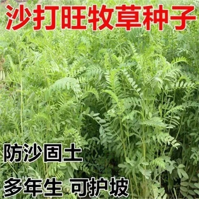 多年生灌木种子沙打旺防固