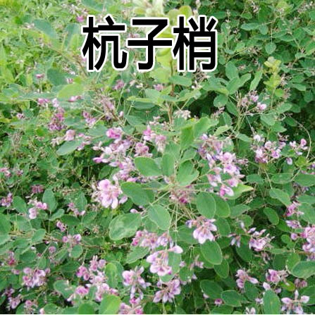 杭子梢种护坡灌木多年生观