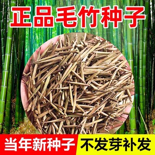 竹子种子苗户外绿植庭院紫竹黄金竹罗汉竹耐寒南北方大型毛竹种籽