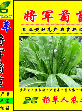 将军菊苣种子四季青多年生