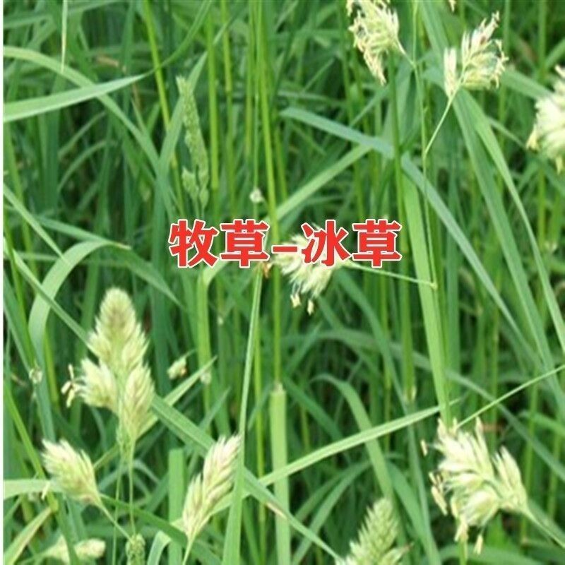 冰草种子别名野麦、扁穗