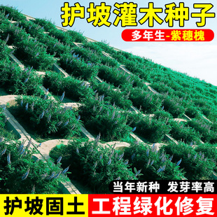 护坡灌木种子紫穗槐刺槐多花木兰胡枝子绿化斜山边坡高速公路草籽