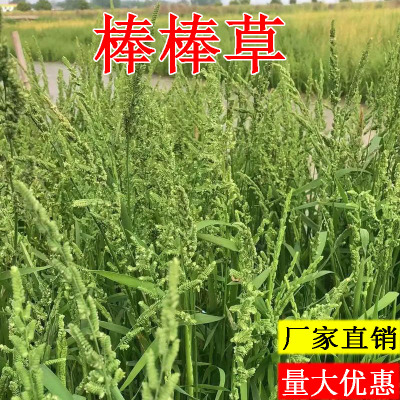 棒棒草鱼虾水稗草水草饲料