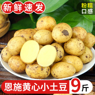 新鲜黄心士豆批发马铃薯蔬菜迷你正宗洋芋 恩施富硒小土豆10斤 包邮