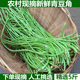 新鲜豇豆长豆角嫩姜豆角豆挂豆角长豇豆酸豆角原材料农家自种 包邮
