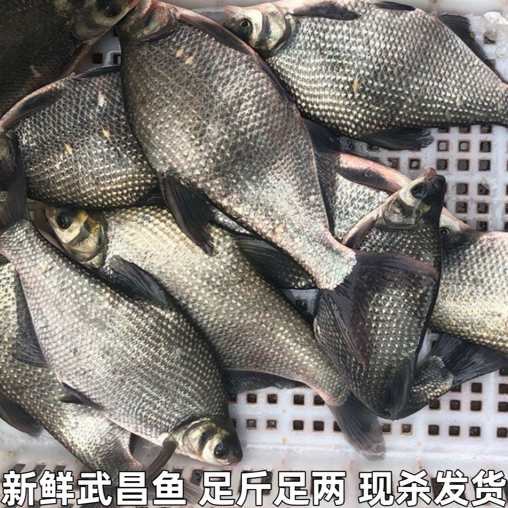 鳊鱼新鲜武昌鱼淡水鱼鲜活鳊鱼扁鱼新鲜湖北宜昌水库鱼直发包邮