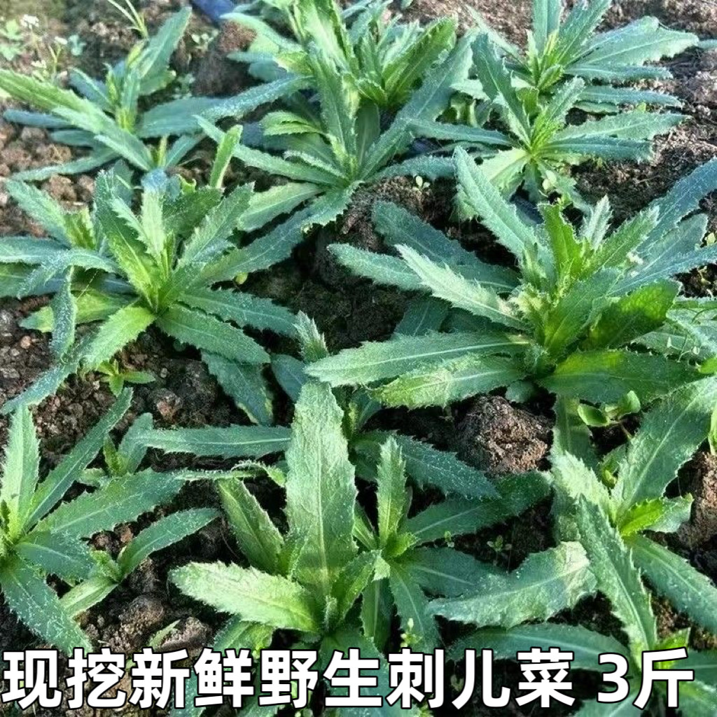 刺儿菜新鲜青青草刺狗牙七七菜野菜带刺菜带根带叶小蓟草中药材