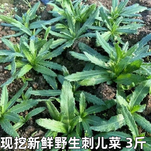刺儿菜新鲜青青草刺狗牙七七菜野