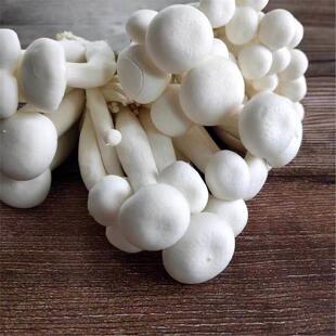 新鲜白玉菇鲜嫩菌菇火锅烧烤炒菜新鲜食用菌菇鲜货食用蘑菇非干货