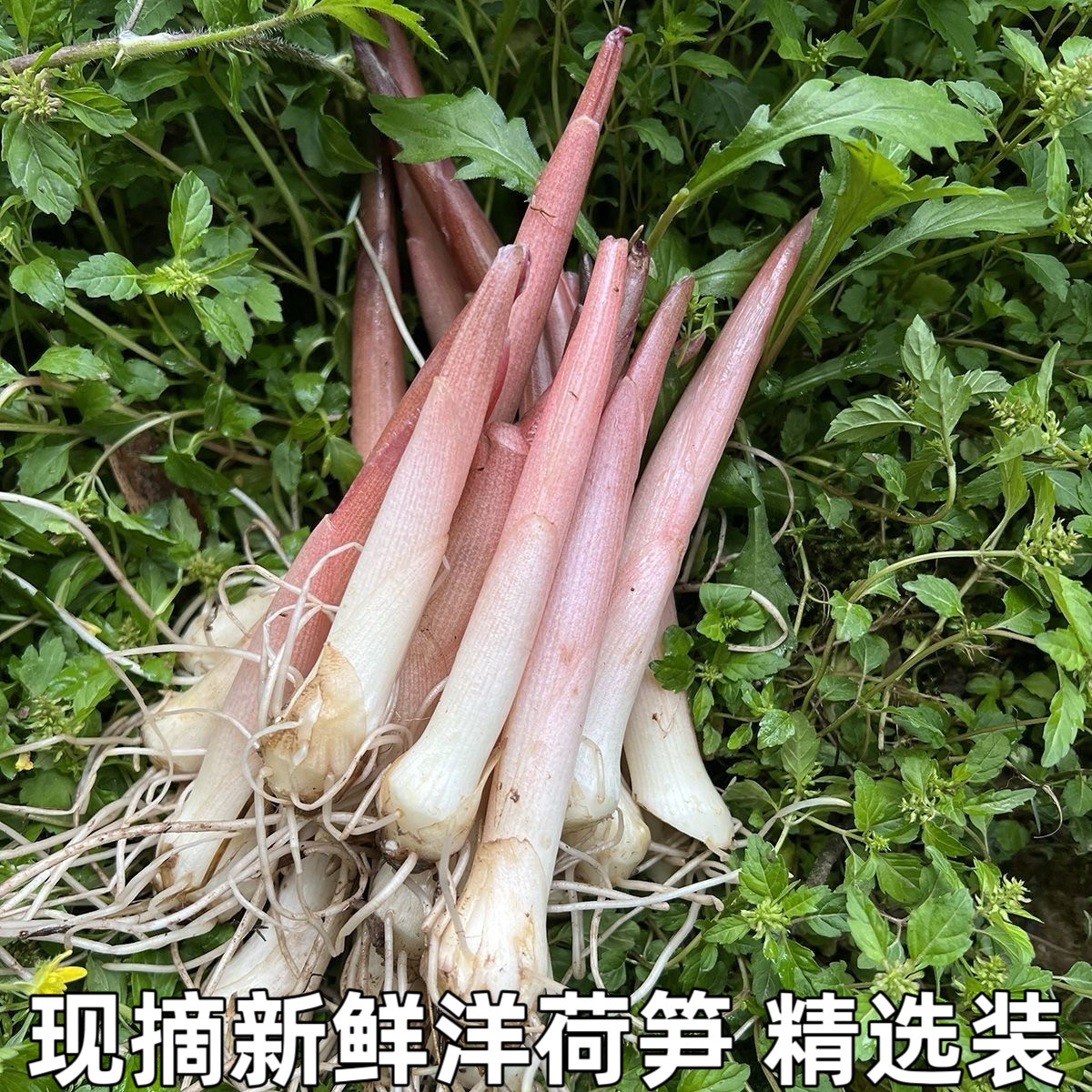 阳荷笋洋合洋荷姜笋野生新鲜野良姜洋火茗荷盐荷湖北宜昌特产包邮