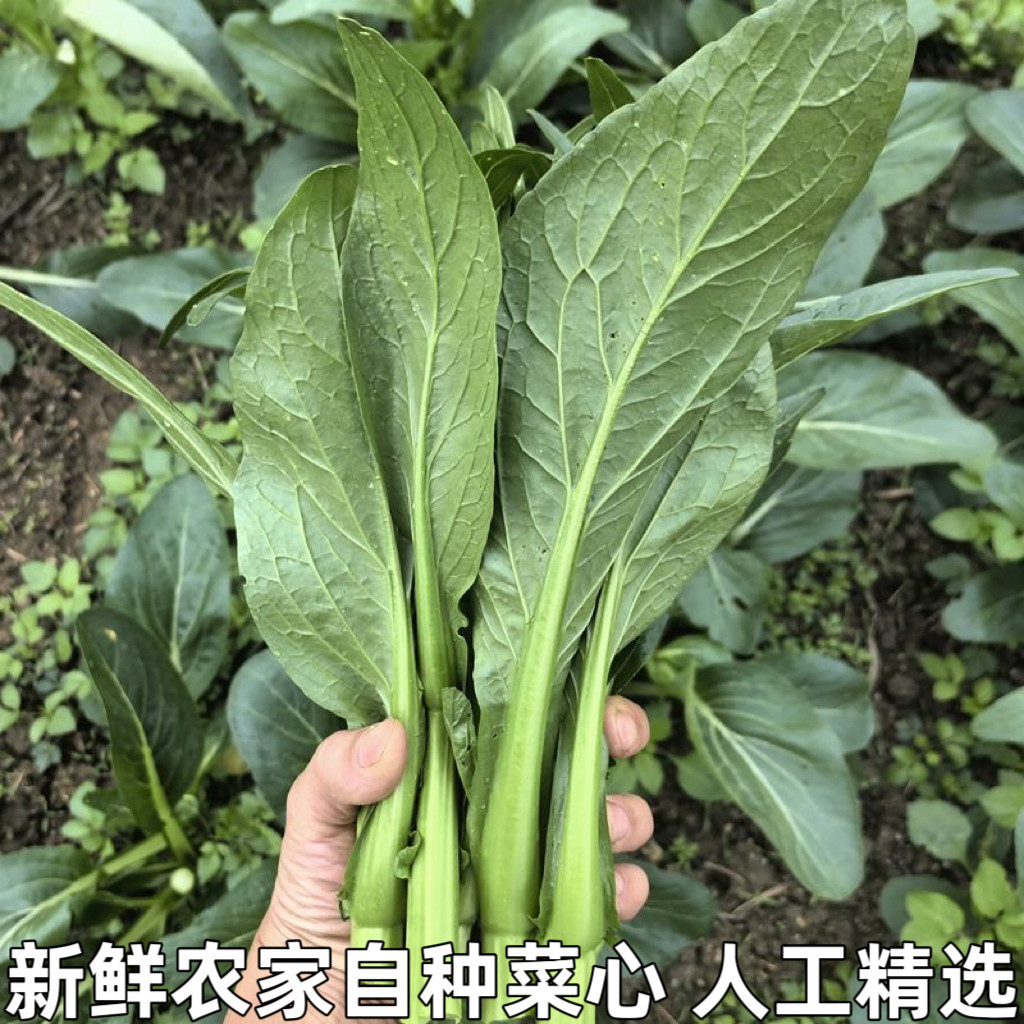 菜心新鲜菜心仔小菜正宗菜心苗菜杆菜苔小青菜生吃即食蔬菜菜心苗