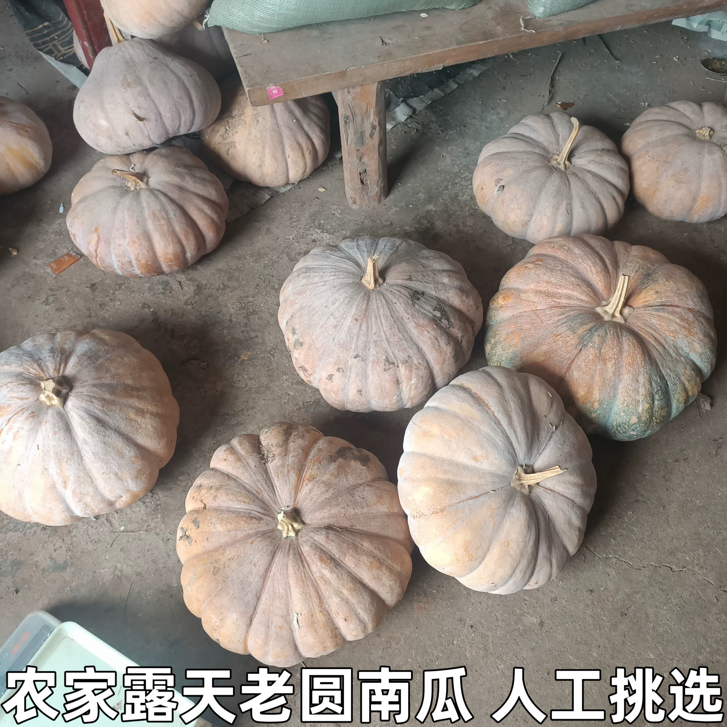 老南瓜粉糯甜农家自种磨盘圆南瓜新鲜老品种老黄南瓜蔬菜新鲜辅食