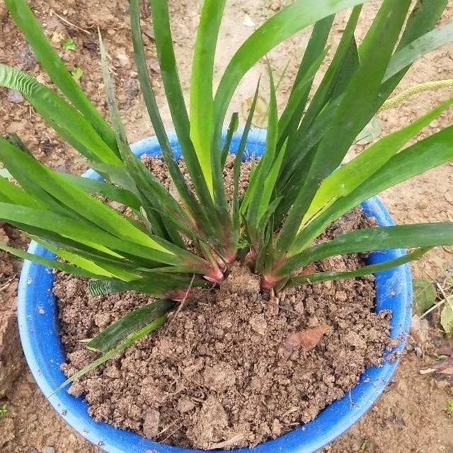 贵州特产新鲜山奈五香草盆栽桌面植物趣味水培绿植净化空气,鲜花速递/花卉仿真/绿植园艺,绿植,淘宝优惠券,粉丝福利购,淘宝优惠卷