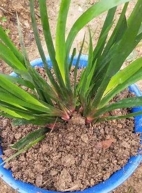 贵州特产新鲜山奈五香草盆栽桌面植物趣味水培绿植净化空气