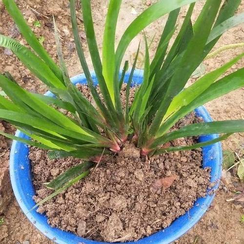 贵州特产新鲜山奈五香草盆栽桌面植物趣味水培绿植净化空气