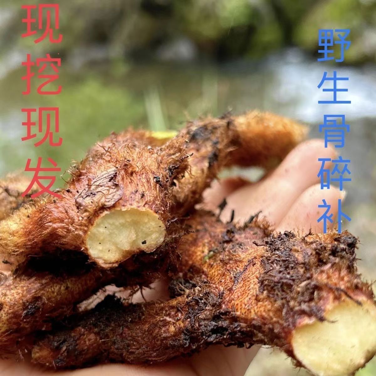 新鲜骨碎补500g 毛姜 爬岩姜 石岩姜 新鲜