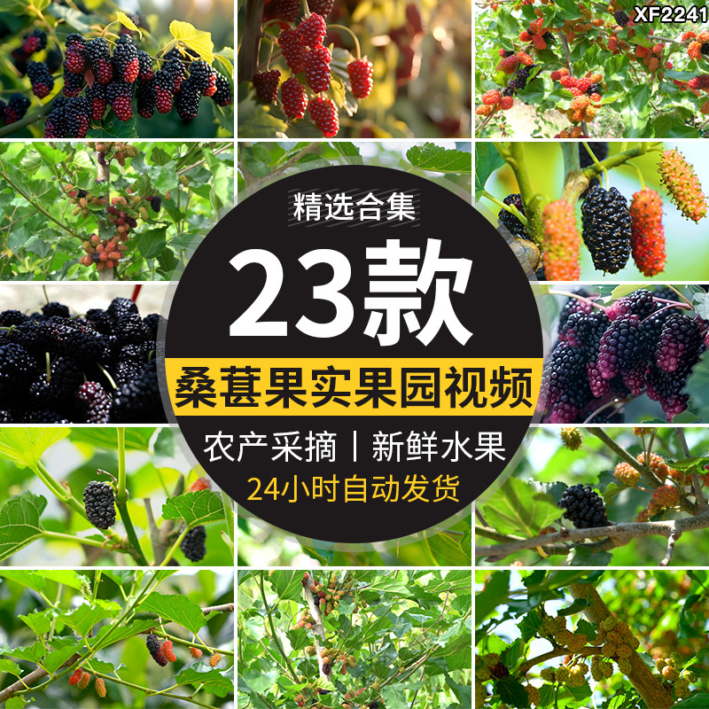 桑椹桑树桑果水果桑树桑叶桑葚种植采摘果实果园高清实拍视频素材