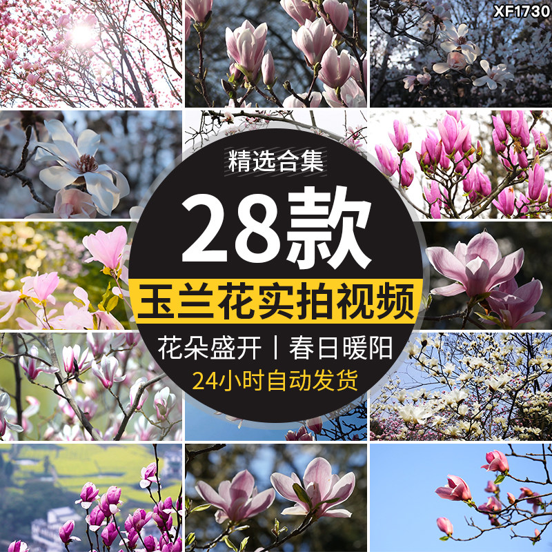 玉兰花实拍春天花朵洁白娇艳红色枝头花瓣花开盛开特写短视频素材