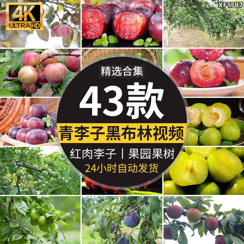 李子酸脆青李子果农果业红李黑布林果园种植红肉李子采摘视频素材