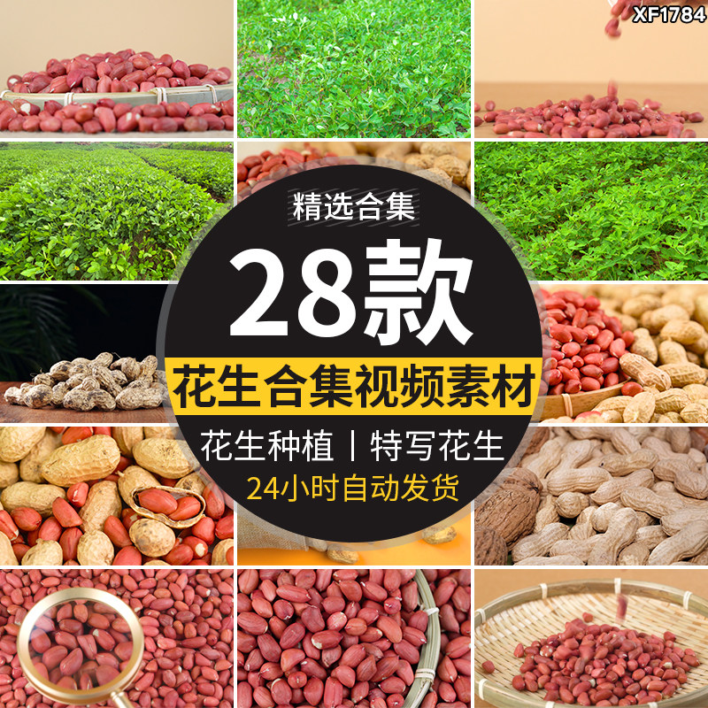 花生粒花生仁花生米特写新鲜花生有机花生地种植实拍剪辑视频素材