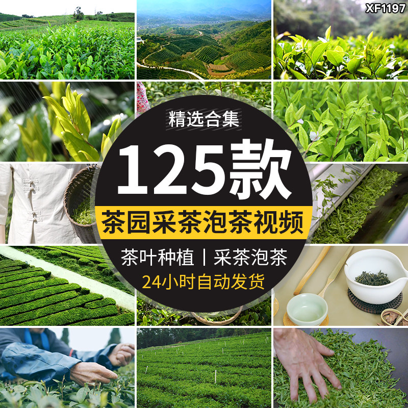 茶园采茶航拍倒茶喝茶文化茶农山茶绿茶泡茶艺茶道茶叶短视频素材