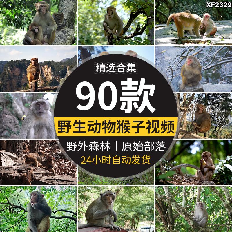 猴子金丝猴野生动物原始部落森林野外小猴子玩耍高清实拍视频素材