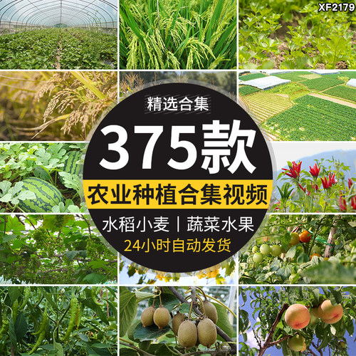 农业种植播种水稻小麦丰收割绿色蔬菜大棚水果树农产品短视频素材