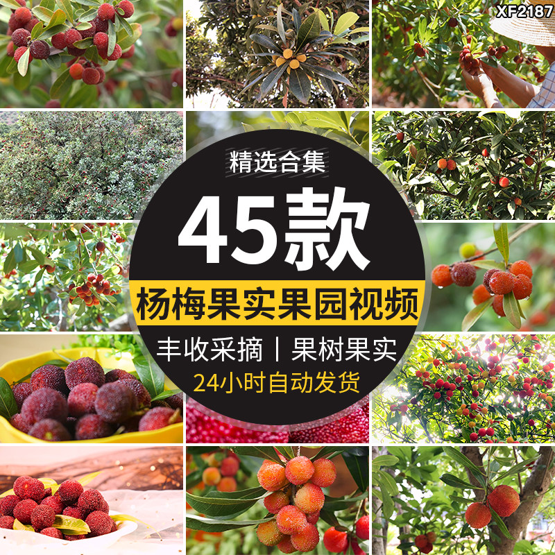 杨梅果实果树成熟水果梅子园果农采摘丰收种植基地实拍短视频素材
