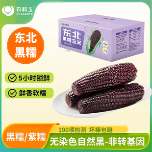 农科玉东北黑糯玉米紫玉米软糯鲜香早餐苞米真空装粗粮官方旗舰店