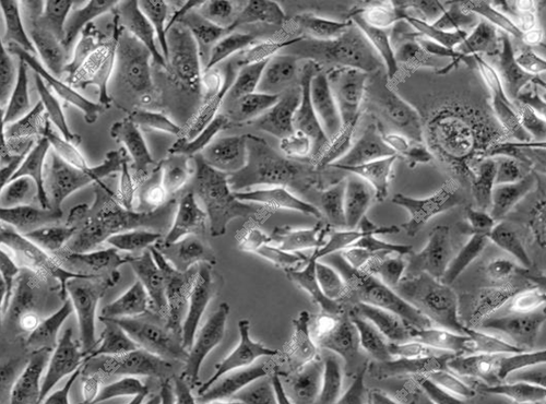 HyCyte™人MDA-MB-231细胞(DMEM-H培养/L-15培养)专用培养基 科研