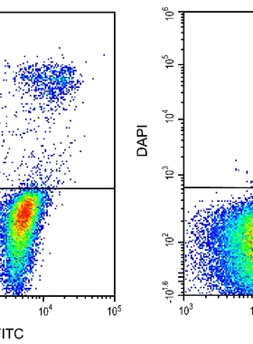 Elabscience 4',6-二脒基-2-苯基吲哚二盐酸盐(DAPI)染色液 DAPI