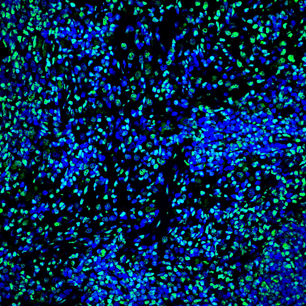 Elabscience 一步法TUNEL原位细胞凋亡检测试剂盒（绿色，FITC）