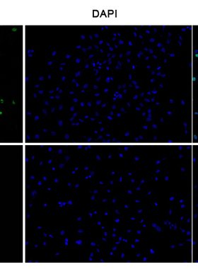 E-Click EdU细胞增殖成像检测试剂盒（绿色，Elab Fluor® 488）