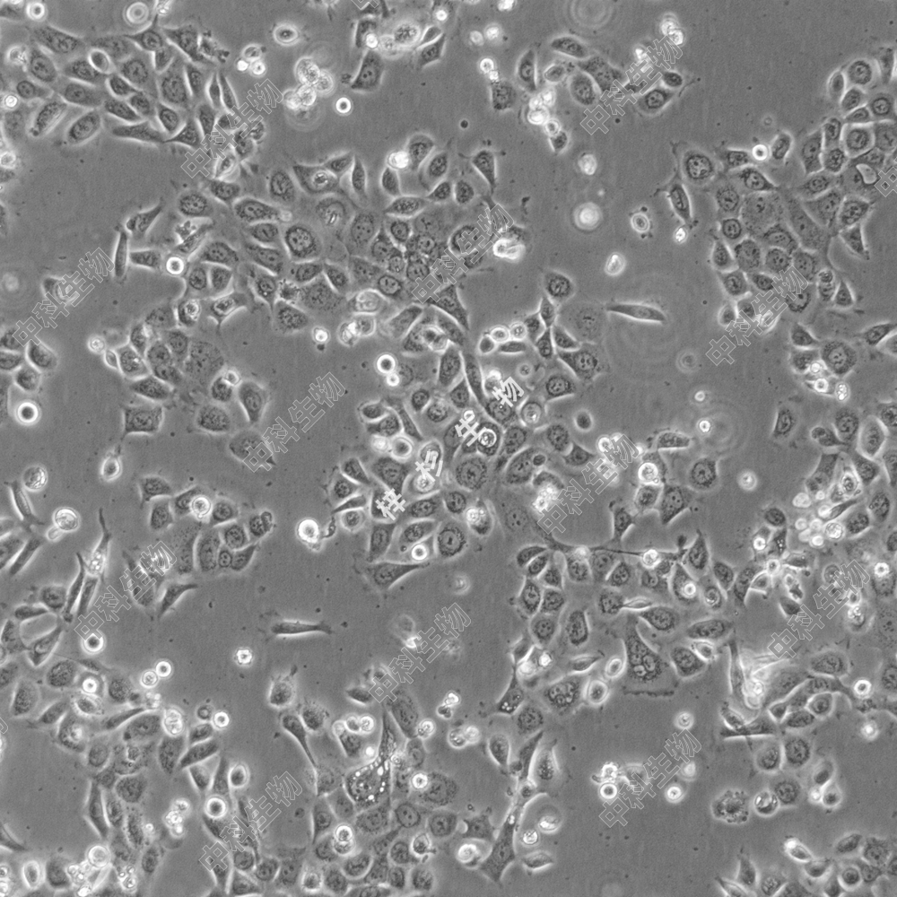 梓杉/普诺赛 人前列腺增生细胞(BPH-1) BPH-1细胞专用培养基 科研
