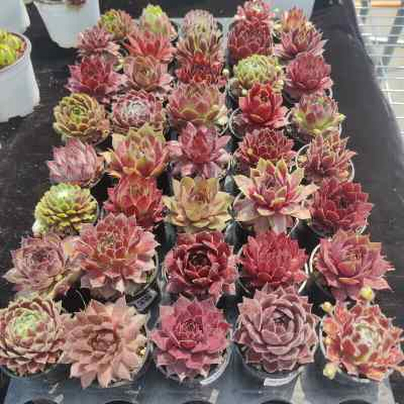 长生草新品套餐多肉拼盘群生系列组合耐寒耐旱带盆栽好福利阳台