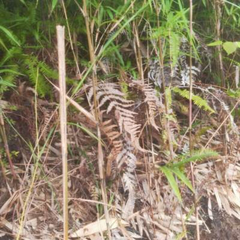 矢竹苗鱼杆竹高野竹苗矢竹子苗高山竹子钓鱼杆竹庭院南北耐寒绿植