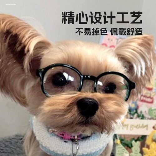 透明粉宠物圆框眼镜｜布偶猫写真