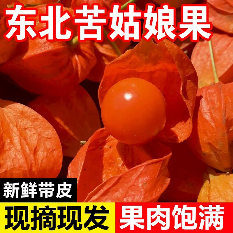 东北红姑娘果苦姑娘果新鲜特产现摘现发酸甜可口孕妇水果酸甜可口