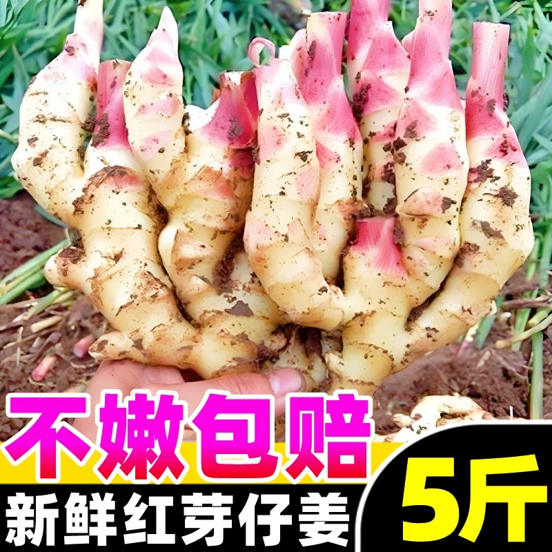现挖红芽嫩姜新鲜5斤鲜姜子姜生姜泡姜芽腌制蔬菜农家嫩仔姜整箱