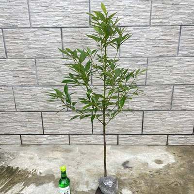 神仙楠树苗金丝楠木树苗四川正宗小叶桢楠大树名贵树苗庭院植物金