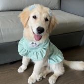 大型犬金毛拉布拉多萨摩耶可爱洋气公主裙 裙无袖 宠物狗狗夏季 薄款
