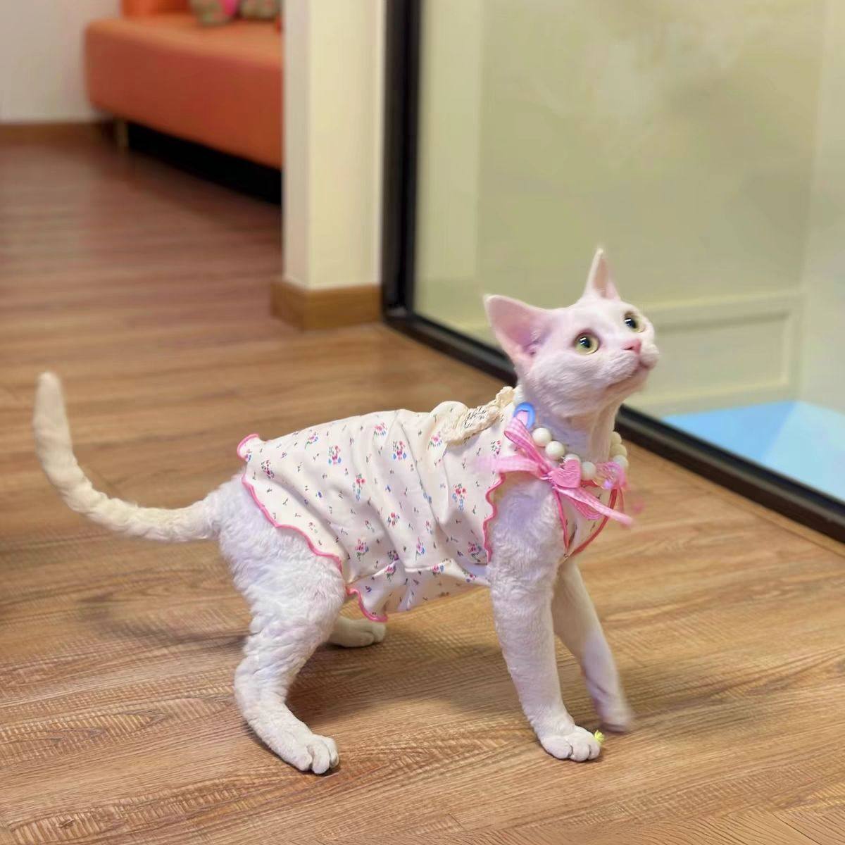 无毛猫衣服春夏矮脚无袖可爱薄款ins网红柔软弹力透气德文猫衣服图片