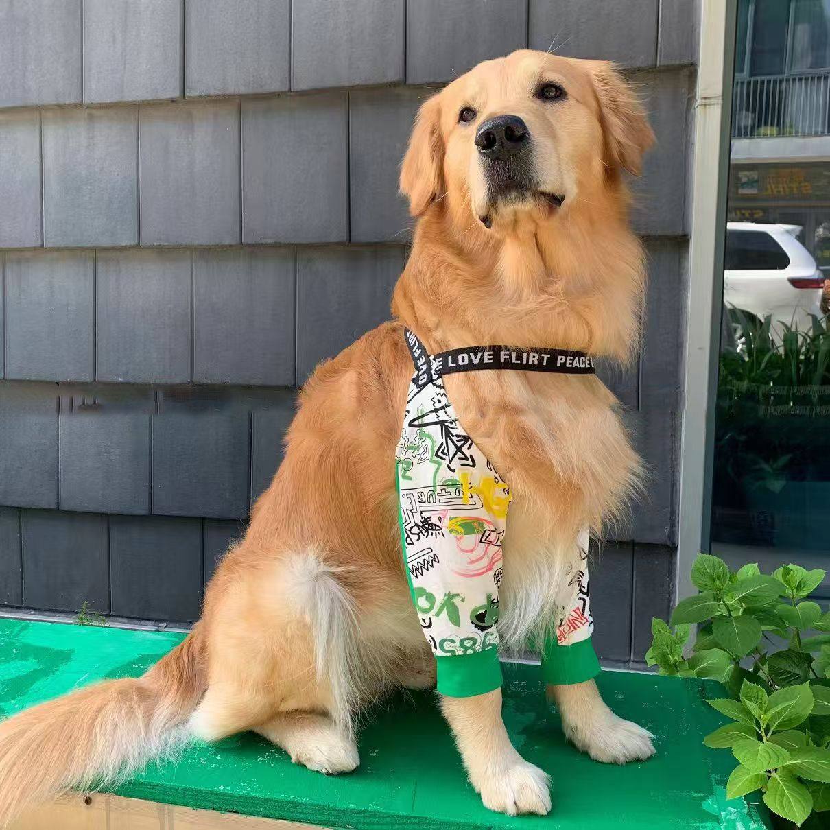 秋冬加厚小狗护肘衣保护狗狗关节防磨损金毛拉布拉多边牧中大型犬,宠物/宠物食品及用品,狗宠物服装/雨衣,淘宝优惠券,粉丝福利购,淘宝优惠卷